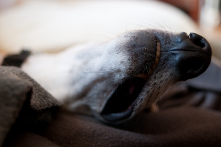 090426_ru_grimace