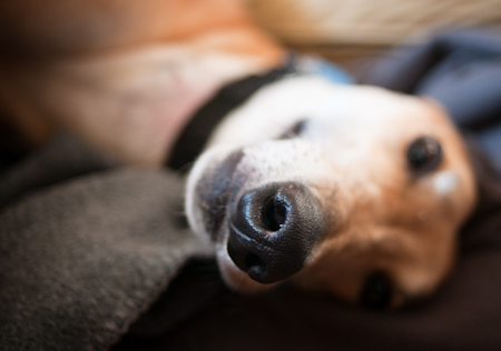 090426_ru_nose