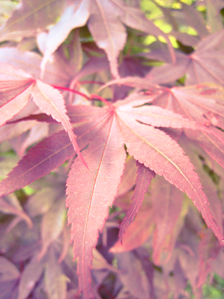 090613_maple