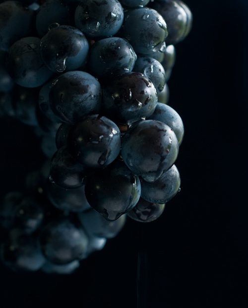 The Grapes of Roth, aka Concord grapes The Grapes of Roth, aka Concord grapes