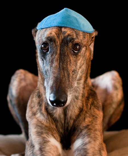 091212_otis_hanukkah2 091212_otis_hanukkah2