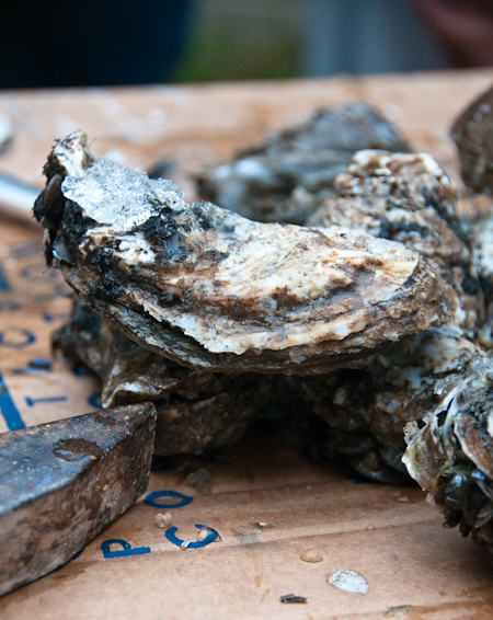 091228_oysters 091228_oysters