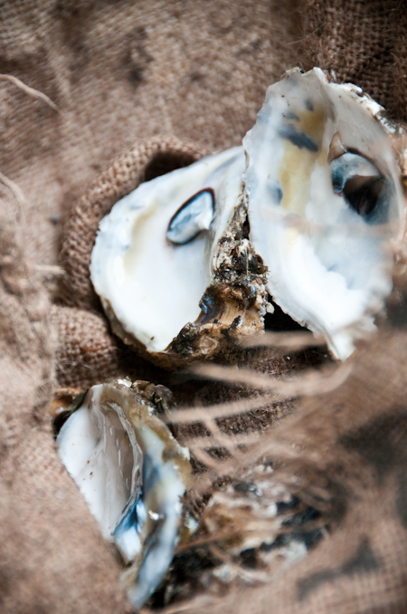 091228_shells 091228_shells