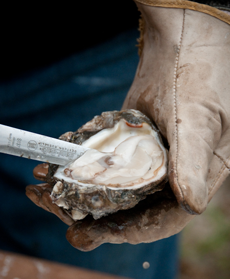 091228_shucking 091228_shucking