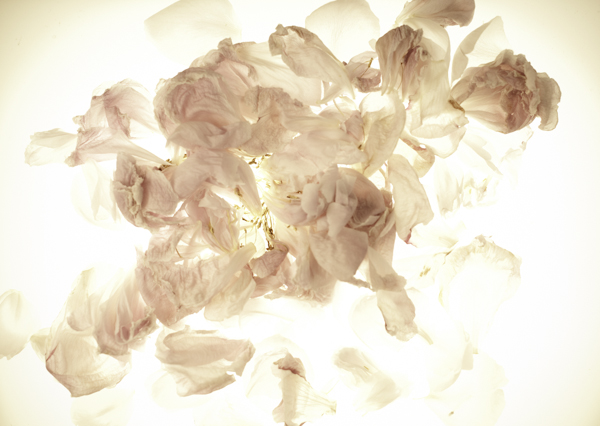 100613_flowers_600