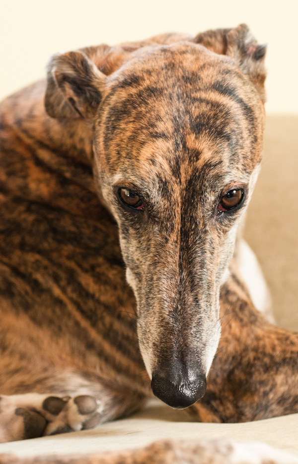 greyhound