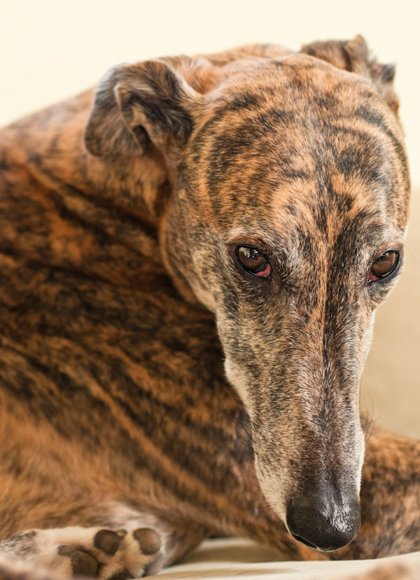 He passed me a pair of eyes. greyhound