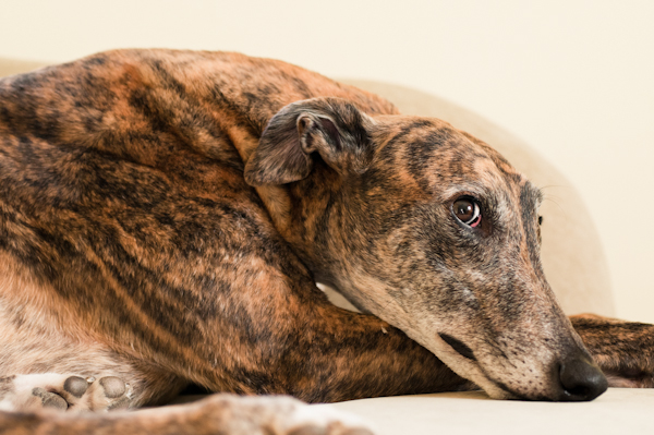 yeeeees? greyhound