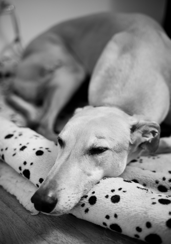 Snooze greyhound