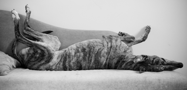 cockroach greyhound