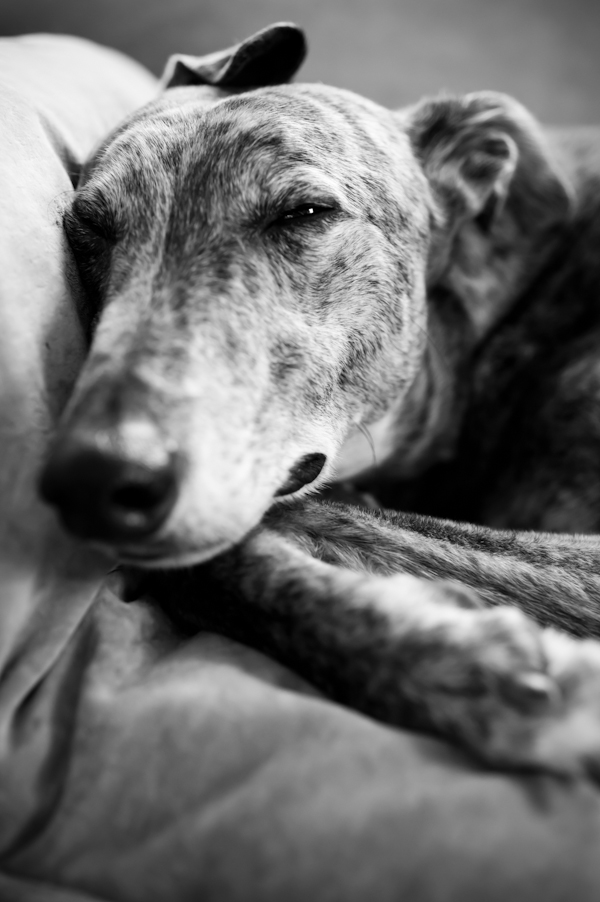 sacked greyhound