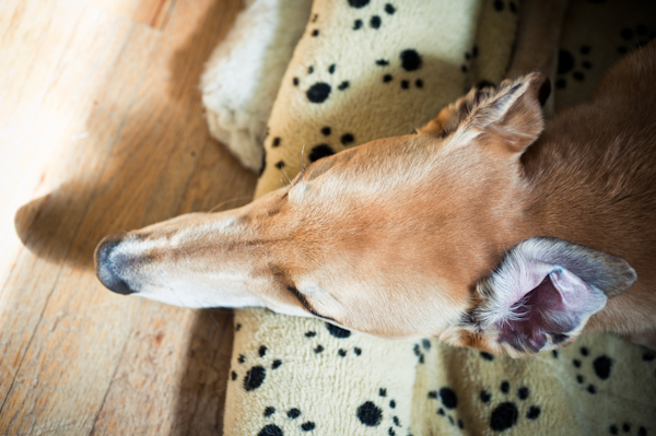 folded ear greyhound