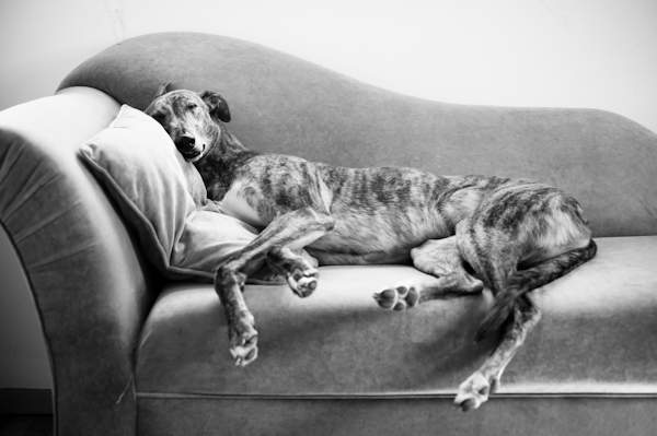fainting couch greyhound