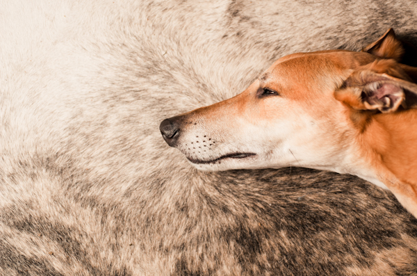 greyhound