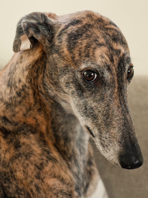 greyhound