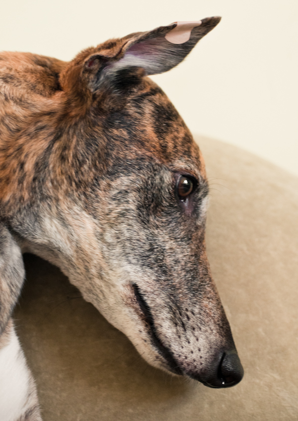 greyhound