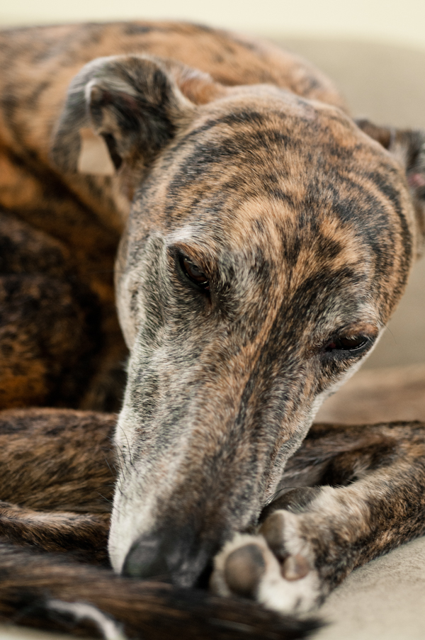 greyhound