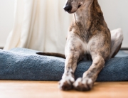 Greyhound, Dog