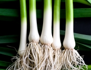 Green Garlic @ Minimally Invasive