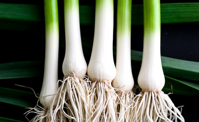 Field to Feast: Green Garlic & Radishes