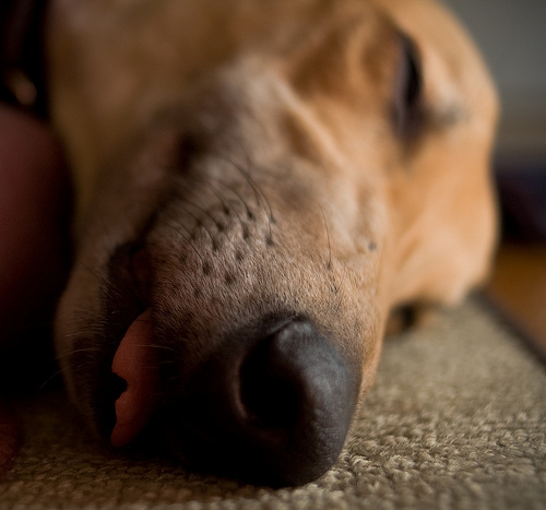 sweet dreams
