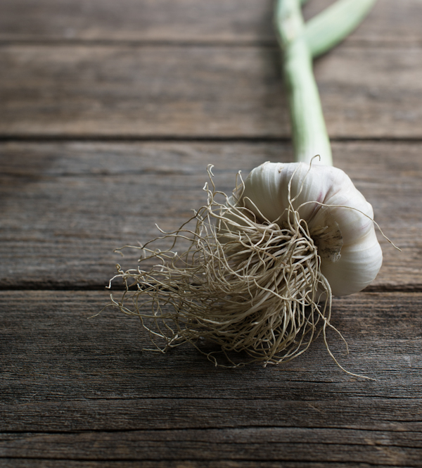 fresh garlic