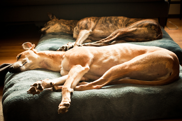Rufus & Otis, doing what they do best.