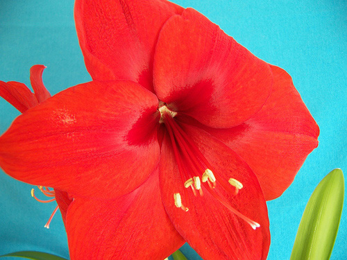 amaryllis.jpg