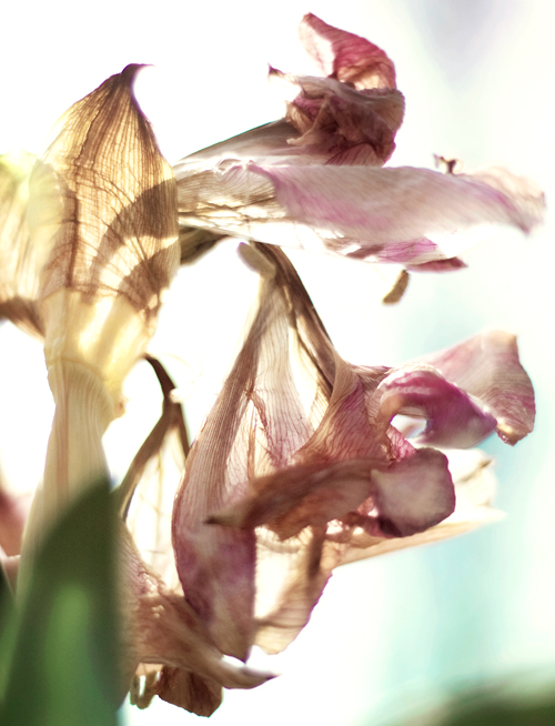 amaryllis_vert_backlight_co.jpg