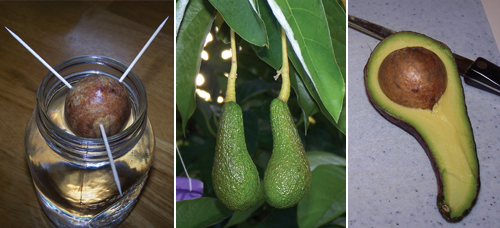 avocado.jpg