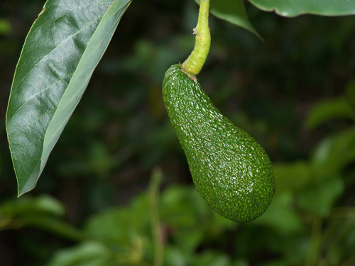 avocado1.jpg