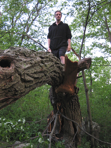 bigtree.jpg
