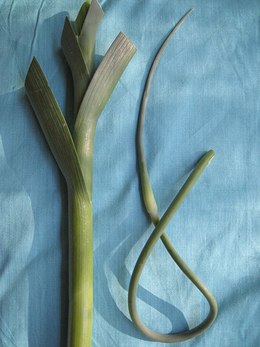 garlics.jpg