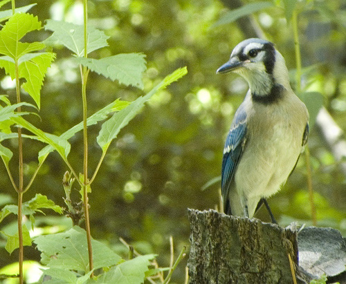 jay.jpg