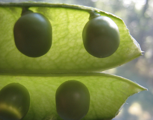 peas.jpg