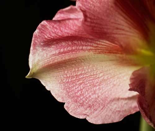 petal2_warmth.jpg