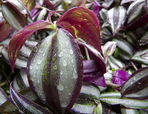 plant.jpg