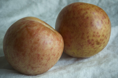 pluots.jpg