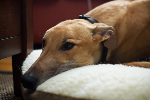 rufus-lazing.jpg