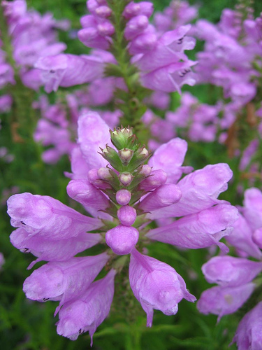 91107flower.jpg